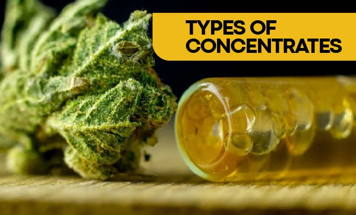 The Different Types of Cannabis Concentrates - Explained for Beginners - Moose Labs LLC