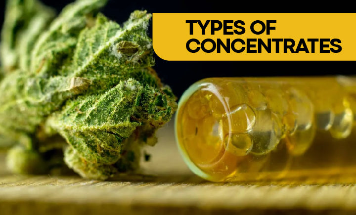 The Different Types of Cannabis Concentrates - Explained for Beginners