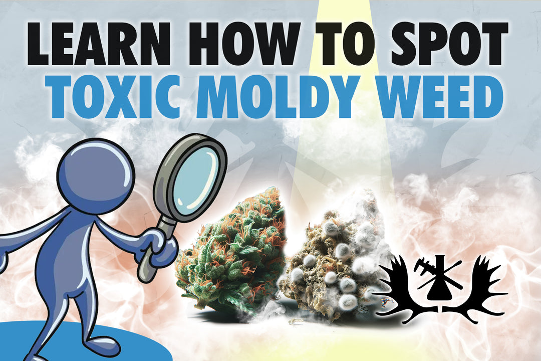 LEARN HOW TO SPOT TOXIC MOLDY WEED - moose labs