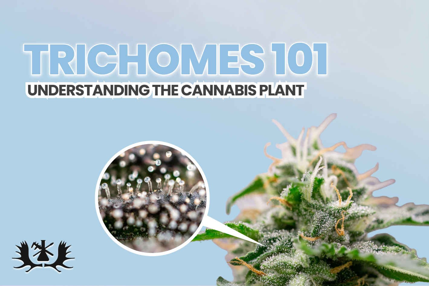 Trichomes 101: Understanding The Cannabis Plant