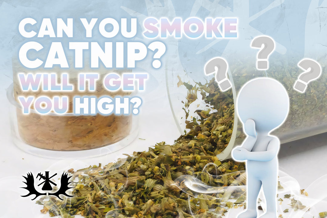 CAN YOU SMOKE CATNIP, AND DOES IT GET YOU HIGH?