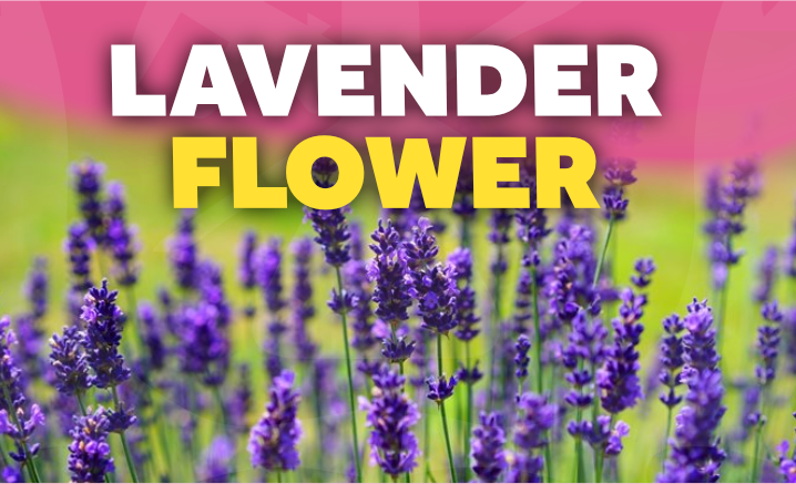 Smokable Herbs: Smoking Lavender, Mugwort & More