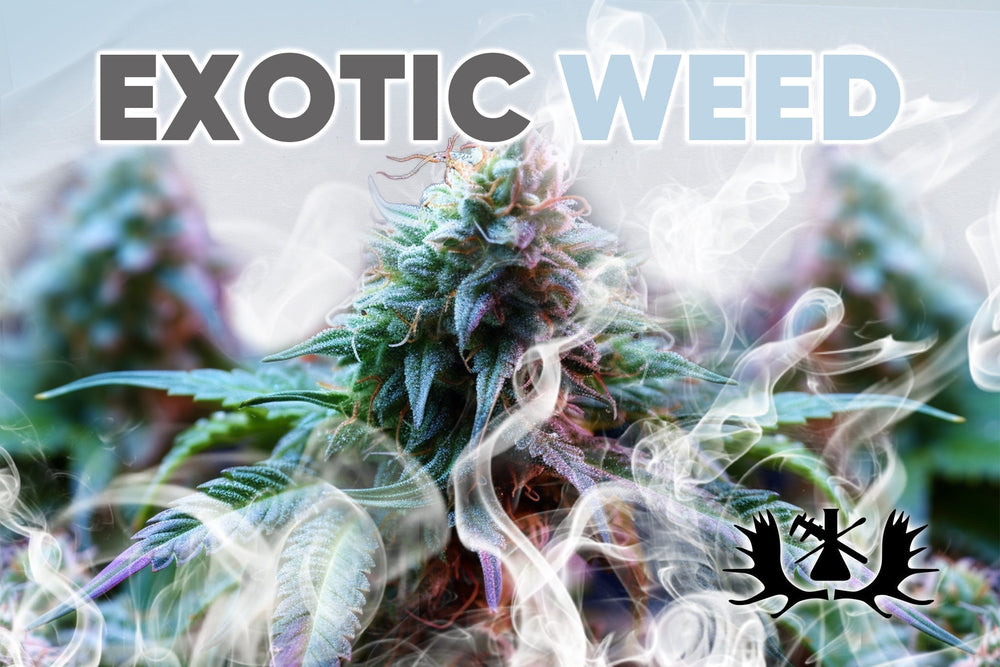 Exotic Weed vs Regular Weed