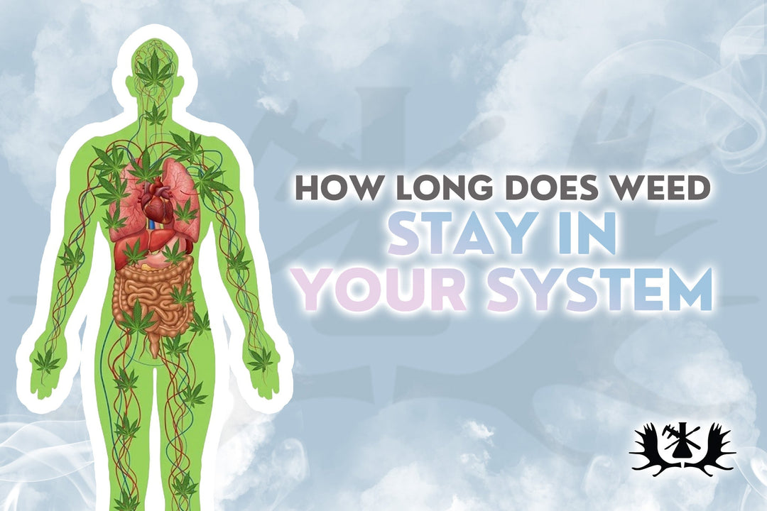 Marijuana Detection Times: How Long THC Stays in Your System
