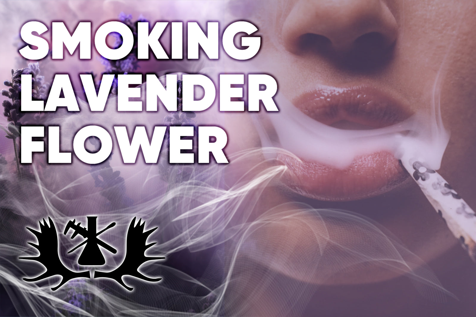 Effects of Smoking Lavender & Other Herbs | Moose Labs - Moose Labs LLC