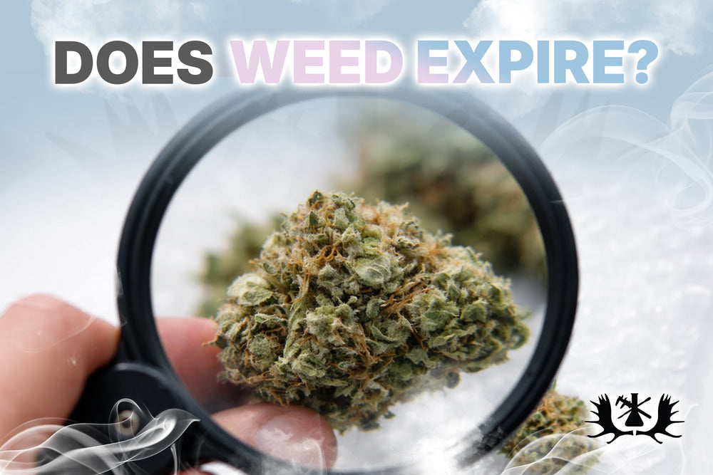 Does Weed Expire? Learn How Long Cannabis Lasts