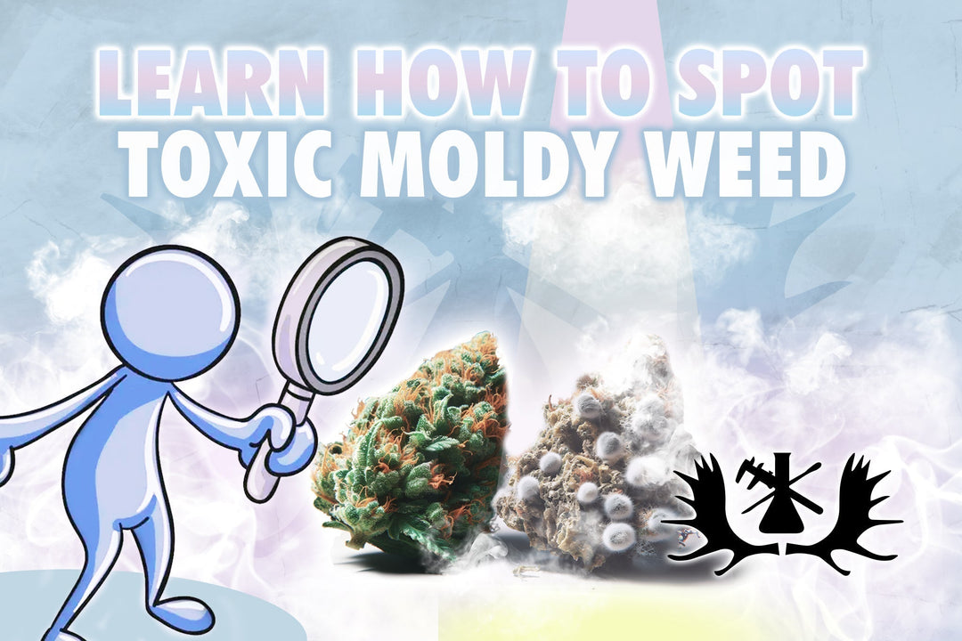 learn how to spot toxic moldy weed