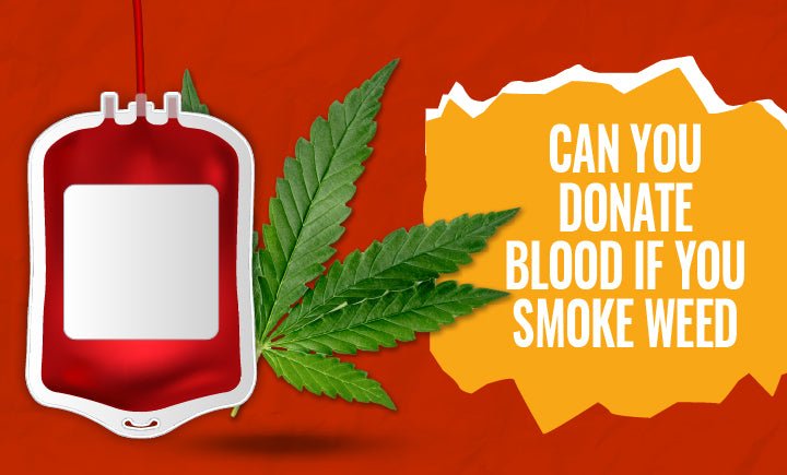 Weed And Donating Blood: All You Need To Know - Moose Labs LLC